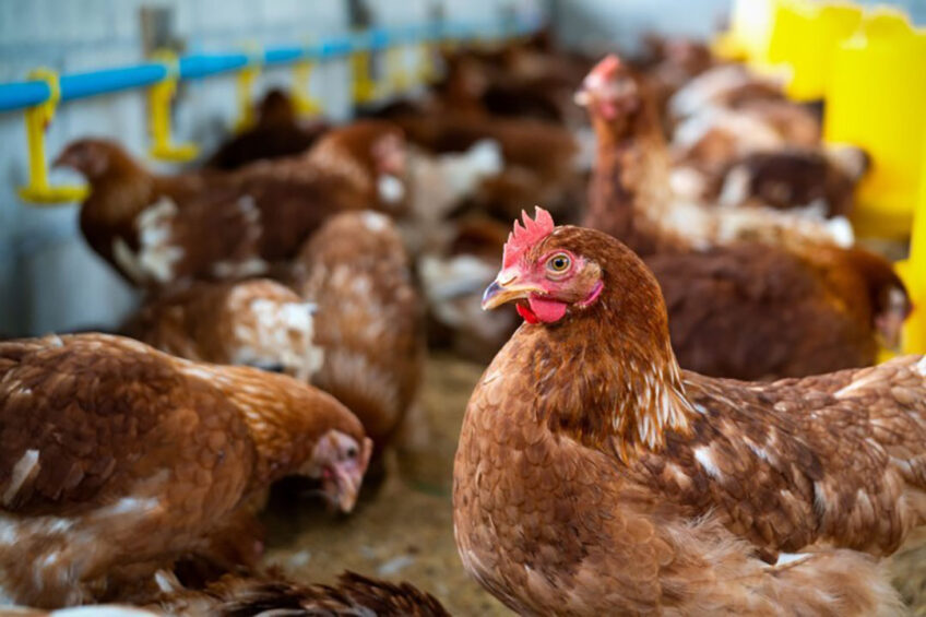 The scheme aims at mitigating the liquidity shortages that poultry slaughterhouses and egg producers. Photo: tawatchai07