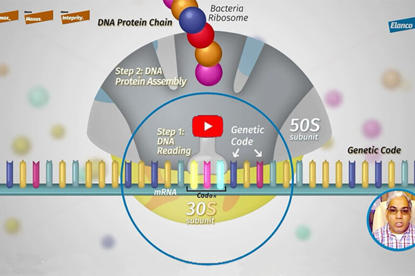 Understanding the novel double mechanism action of Avilamycin