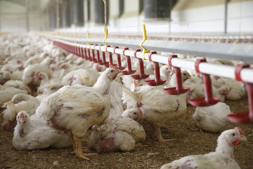 Poultry meat is becoming more and more expensive in Poland, but high production costs prevent an increase in margins on farm. Photo: Hans Prinsen