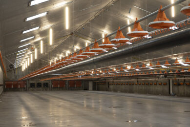 In 2021, Cherkizovo expects to increase poultry production by 3-5% compared to the previous year. Photo: Theo Galema