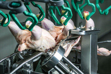 Meyn s new wing cutter has been built to handle birds weighing up to 4.3kg while running at line speeds of up to 7,500 birds per hour. Photo: Meyn