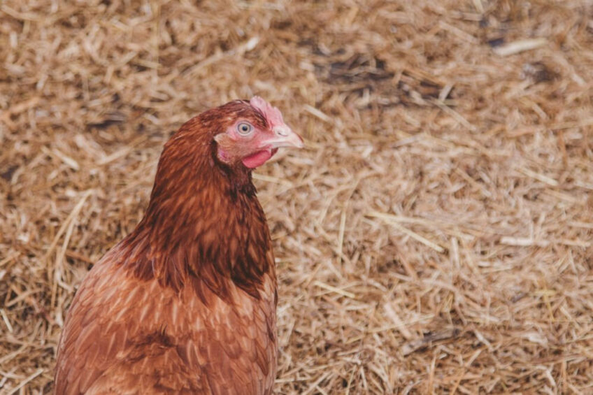 Driven by consumer demand, global companies and industry leaders worldwide are increasingly focusing on improving welfare of chickens in their supply chains. Photo: Rick Barrett