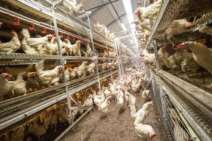 The Russian Research Institute of Genetics and Breeding of Agricultural Animals has presented a new laying hen crossbreed, the Russian snow-white. Photo: Anne van der Woude