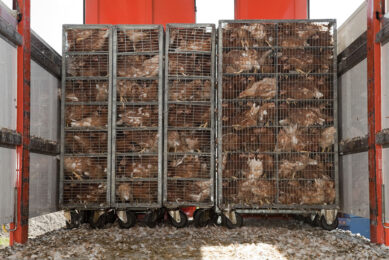Transportation of live animals has always been an Achilles heel, hence strict protocols are in place. Photo: Bart Nijs