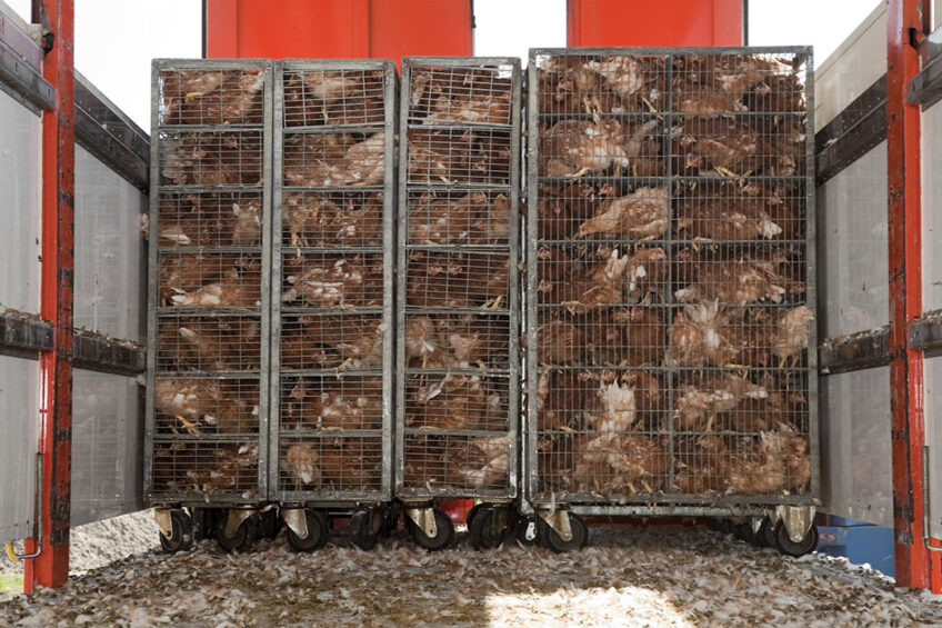 Transportation of live animals has always been an Achilles heel, hence strict protocols are in place. Photo: Bart Nijs