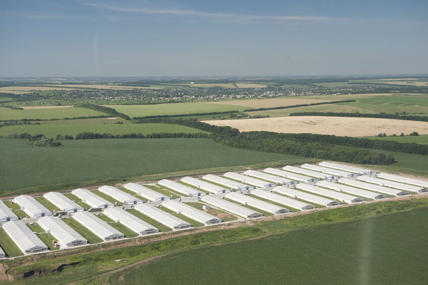 All MHP s poultry production farms and plants continued to operate at full capacity, with poultry production volumes in the first half of 2021 remained relatively stable at 357,531 tonnes. Photo: MHP