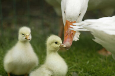 Around 250,000 geese are eaten every Christmas across Britain, and with the average bird feeding 6 people, more and more people are looking to support the specialist sector. Photo: Mark Pasveer