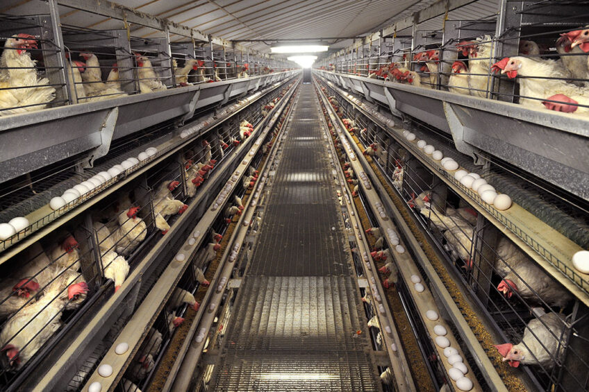 Proposition 12 requires that laying hens, nursing sows and veal calves  be housed in confinement systems that comply with specific standards for freedom of movement, cage-free design and minimum floor space". Photo: Marcel van den Bergh