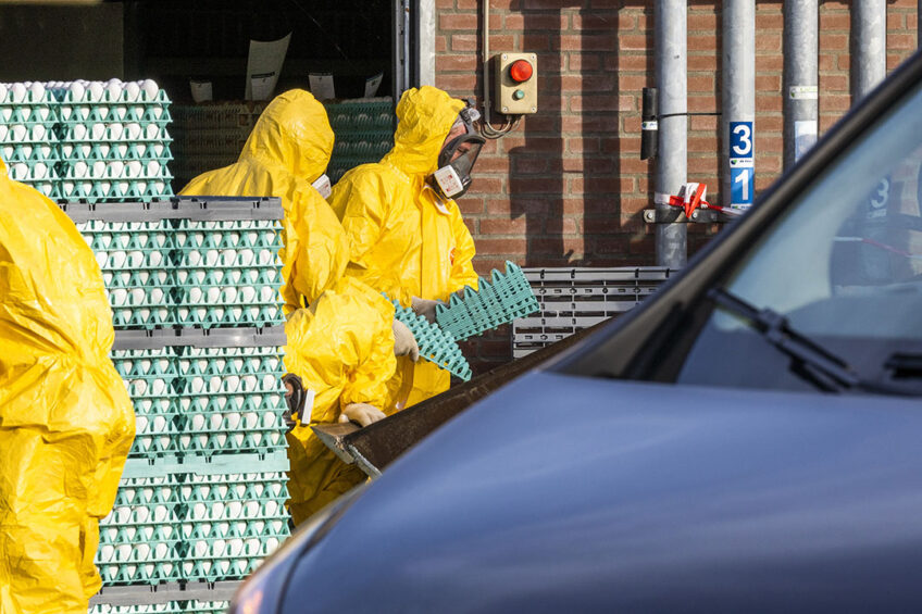 In total, 13 AI outbreaks have been registered in Russia since late September in 4 Urals regions, 7 of which are in the Tyumen region, Rosselhoznadzor said. Photo: Bert Jansen