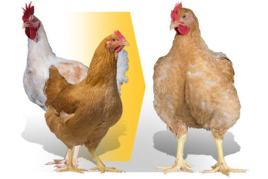 The Aviagen Ranger Gold is among the approved breeds. Photo: Aviagen