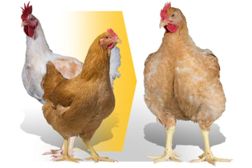 The Aviagen Ranger Gold is among the approved breeds. Photo: Aviagen
