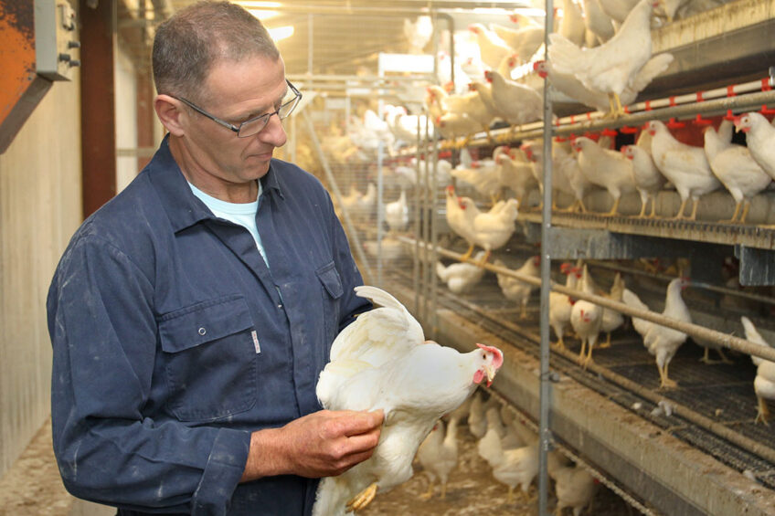 Confidence in consumer demand for free-range eggs has prompted leading European egg producers to commit not only to phase out cages for laying hens but to phase out combination systems as well. Photo: Peter Roek