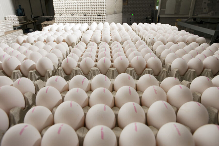 Unprecedented demand for eggs during the Covid pandemic led UK retailers to stock white eggs in large numbers for the first time since the 1980s. Photo: Bart Nijs