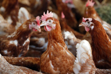 A UK-based animal nutrition company has joined forces with a Canadian biotechnology company to improve human health by naturally enriching animal feed with a sustainable omega-3 DHA solution. Photo: Bert Jansen