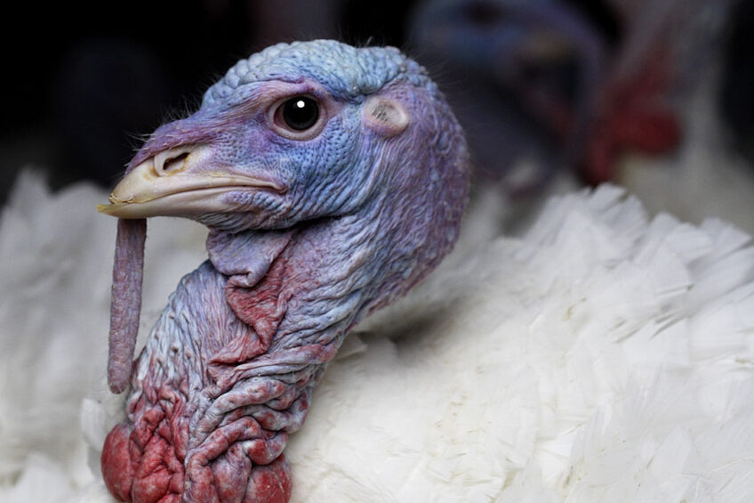 Damate exports turkey to 31 countries, including China, the UAE, Saudi Arabia, Kuwait, and the EU. The company intends to ramp up export supplies to Africa. Photo: Hans Prinsen