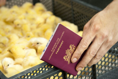 There are 5,500 temporary UK visas being made available to the sector with the visas valid for any occupation, in both on-farm and off-farm working environments. Photo: Bart Nijs