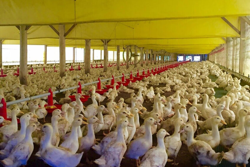 Brazil launches new duck brand to increase international sales. Photo: Daniel Azevedo