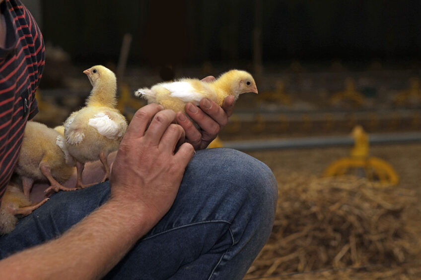 Disease prevention and good management practices are crucial to keep antibiotic usage down. Photo: Photo: Atelier 68