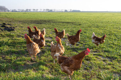 Poland had to cull 11 million birds as a result of this year's avian influenza (AI) epidemic, but it seems the worst time is over. Photo: Peter Roek