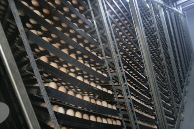 The trial compared single-stage and multi-stage incubators for chick and broiler results during growout. Photo: Koos Groenewold