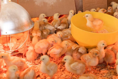 A sharp increase in the price of feed, the Covid-19 pandemic s impact on the hospitality industry and tourism, and the loss of some export markets affected Bulgaria poultry sector in 2020. Photo: Zoe Schaeffer