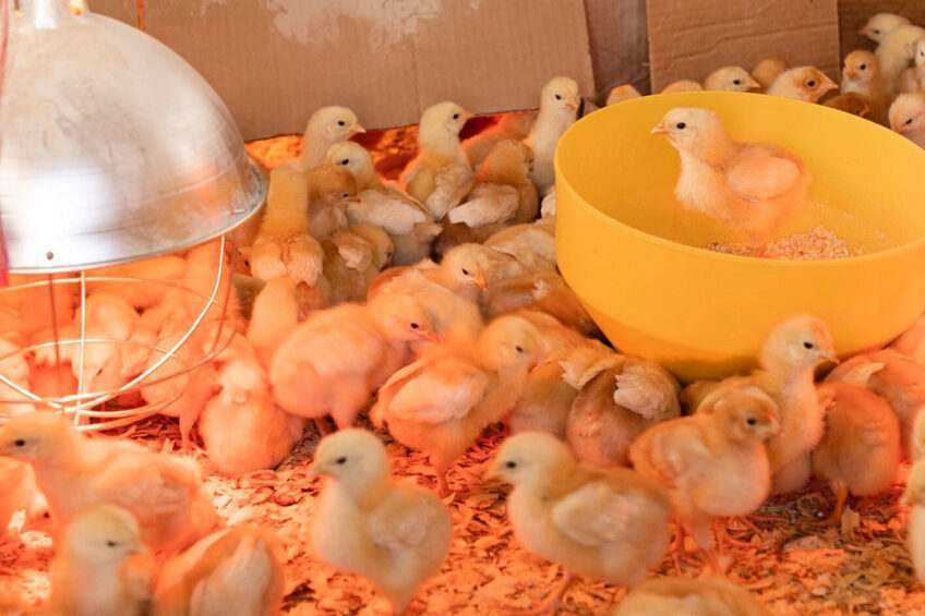 A sharp increase in the price of feed, the Covid-19 pandemic s impact on the hospitality industry and tourism, and the loss of some export markets affected Bulgaria poultry sector in 2020. Photo: Zoe Schaeffer