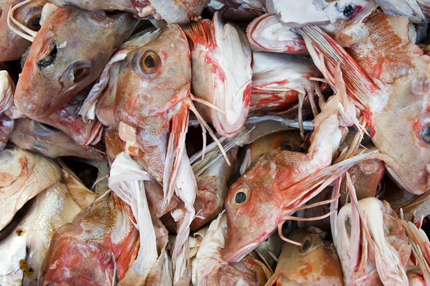 Fish silage production is a simple process that consists of three basic steps: grinding, acidifying and storage, with good nutritional value for broilers. Photo: ANP
