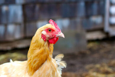 Nigeria has the second-largest chicken population in Africa. Photo: Aliyah Jamous