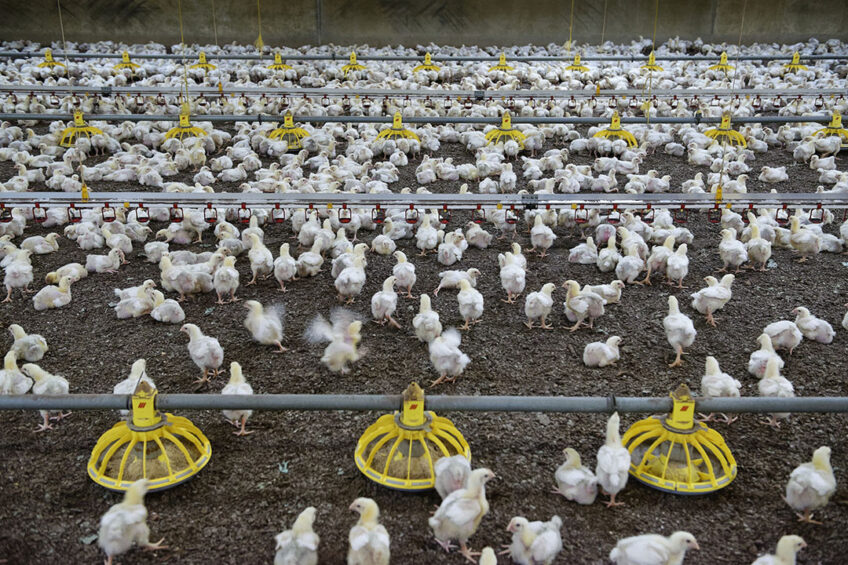 Between 1 January and 19 April, in total, 202 AI outbreaks were registered in 15 provinces in Poland resulting in the culling of millions of broilers. Photo: Lex Salverda
