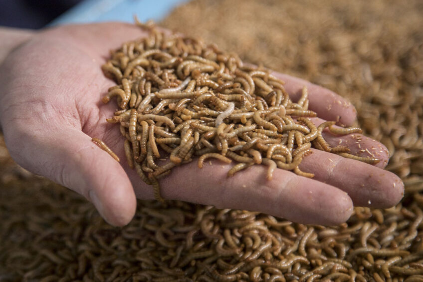 An insect diet could suit our hens better they seem to enjoy it and the nutritional and added health benefits are notable. Photo: Koos Groenewold
