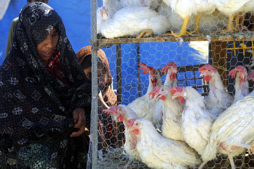 Currently, the price for chicken on the open market in Inran stands at 40,000 tomans ($ 9.4) per kg. Photo: ANP