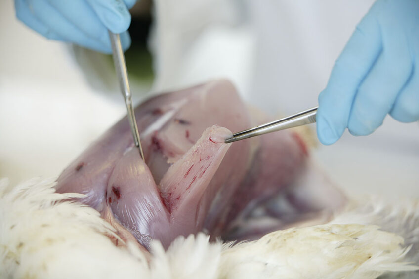 White striping is a muscle disease that is reported to impact 50-96% of fast-growing chickens and is a consequence of fast growth rates. Photo: Jan Willem Schouten