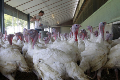 Neurobiological mechanisms for measuring day length regulate reproduction in turkeys and provide a seasonal window when the bird can reproduce. Photo: Bert Jansen