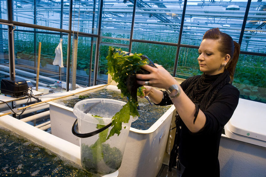Seaweed is an important source of hydrocolloids. These water-soluble carbohydrates increase the viscosity of solutions to form gels. Photo: Koos Groenewold