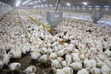 The current voluntary approach taken by the poultry sector had "put the UK ahead of most EU countries", according to Richard Griffiths, British Poultry Council CE. Photo: Lex Salverda