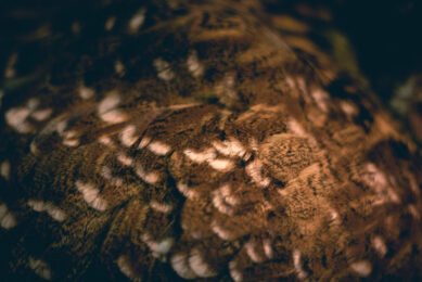 Chicken feather-derived fibres could reduce the US market share of petroleum-based fibres by 10%. Photo: Jim Tegman