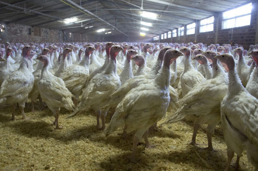 It is said that the turkey is reclaiming its rightful place in the Russian market. Photo: Marcel van Hoorn