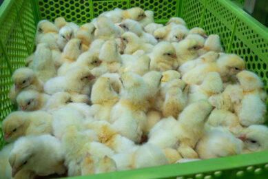 France has demanded that its hatcheries stop the controversial practice of culling day-old male chicks. Photo: Bert Jansen