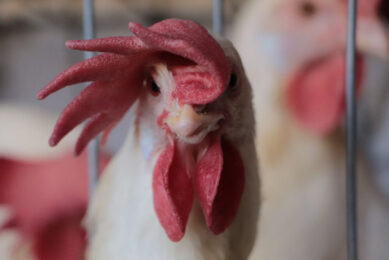 Products such as live poultry, meat, offal or viscera of poultry and eggs are prohibited from entering Mexico from Indiana, US. Photo: Senasica
