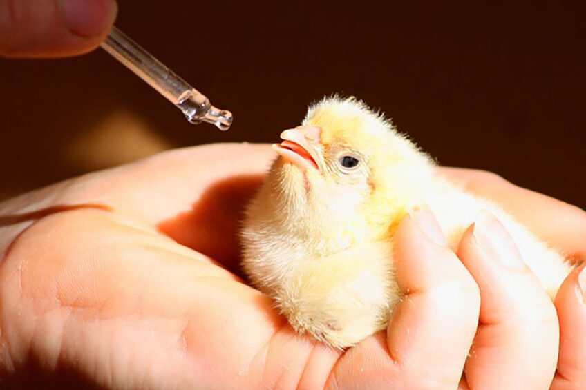 Brazil: poultry genetic exports up over 25% in 2021
