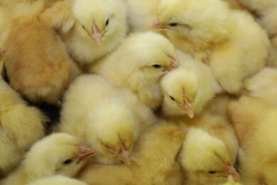 Poultry producers and integrators in the US will soon be able to better measure and benchmark the sustainability of their farms. Photo: Henk Riswick