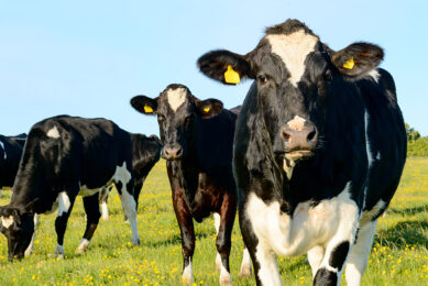Black and white cows in grass field. Two cows look in to camera. One cow graze.; Shutterstock