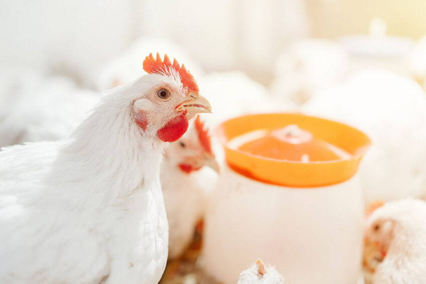 Only two-thirds of the creatine requirement for maximum animal performance is supplied by the animal’s own creatine synthesis. Photo: Evonik