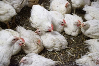 Improper feed withdrawal affects the processing of birds, while excessive feed in the crop has a negative impact on yield. Photo: Lexo Salverda