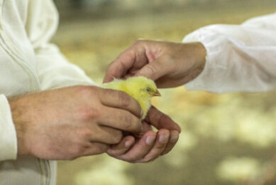 Study confirms effect of soy stachyose and raffinose on broiler performance