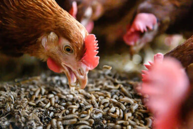 It is vital that - once established - this good microflora population is maintained. Photo: Alltech