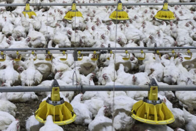 The current 16% labour vacancy rate in the poultry sector is intensifying wider issues. Photo: Roel Dijkstra