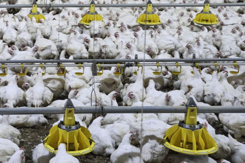 The current 16% labour vacancy rate in the poultry sector is intensifying wider issues. Photo: Roel Dijkstra