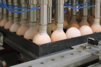 Italian researchers explored the benefits of in ovo injection of microalgae (Spirulina Platensis) on broiler performance and hatchability. Photo: Ruud Ploeg