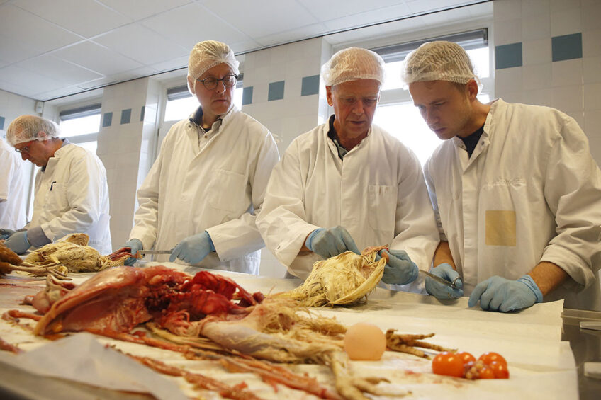 Postmortem examinations should be done on healthy flock members with normal feed intake. Photo: Hans Prinsen